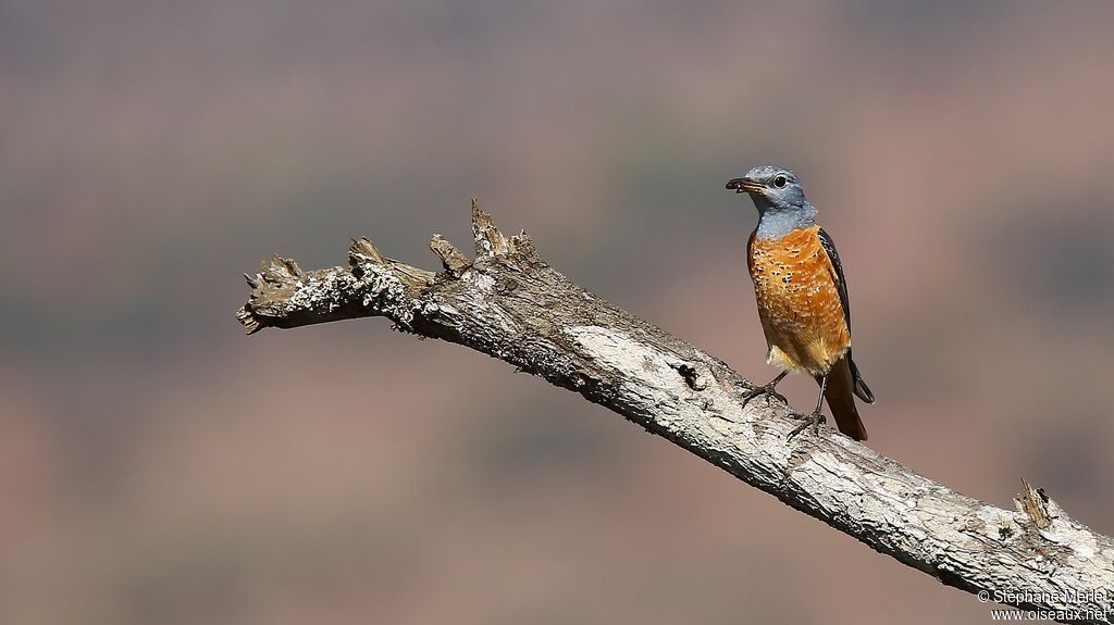 Common Rock Thrush male adult