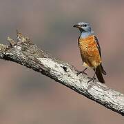 Common Rock Thrush