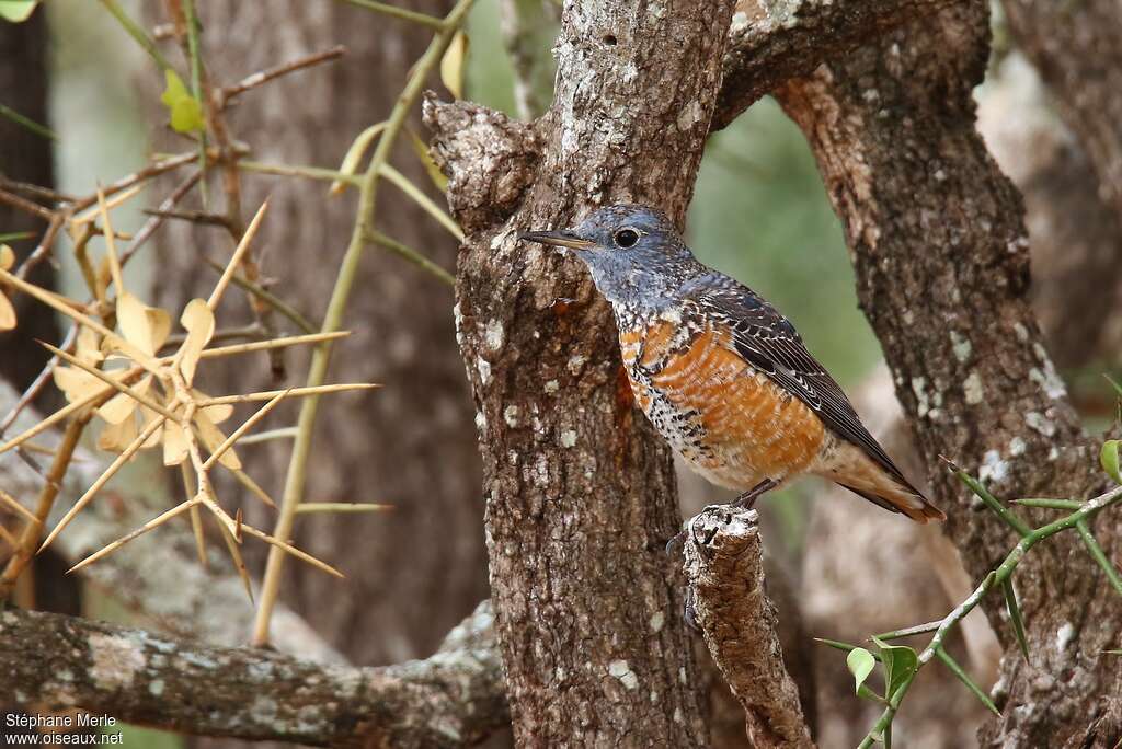 Common Rock Thrush male Second year, identification