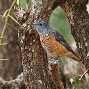 Common Rock Thrush