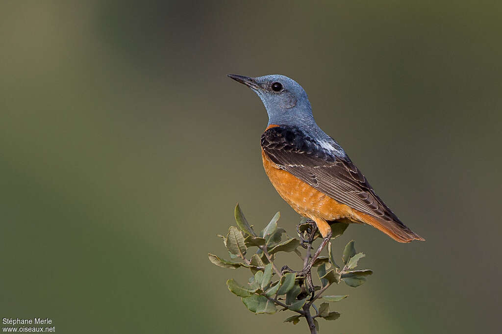 Common Rock Thrush male adult breeding, identification