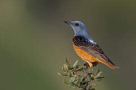 Common Rock Thrush