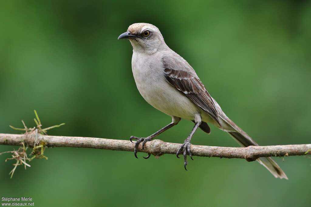 Tropical Mockingbirdadult, identification