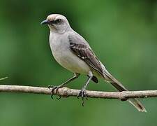 Tropical Mockingbird