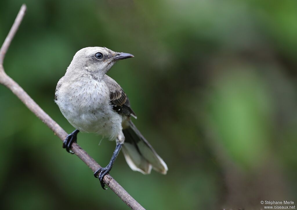 Tropical Mockingbirdadult