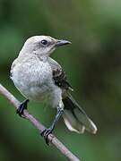 Tropical Mockingbird