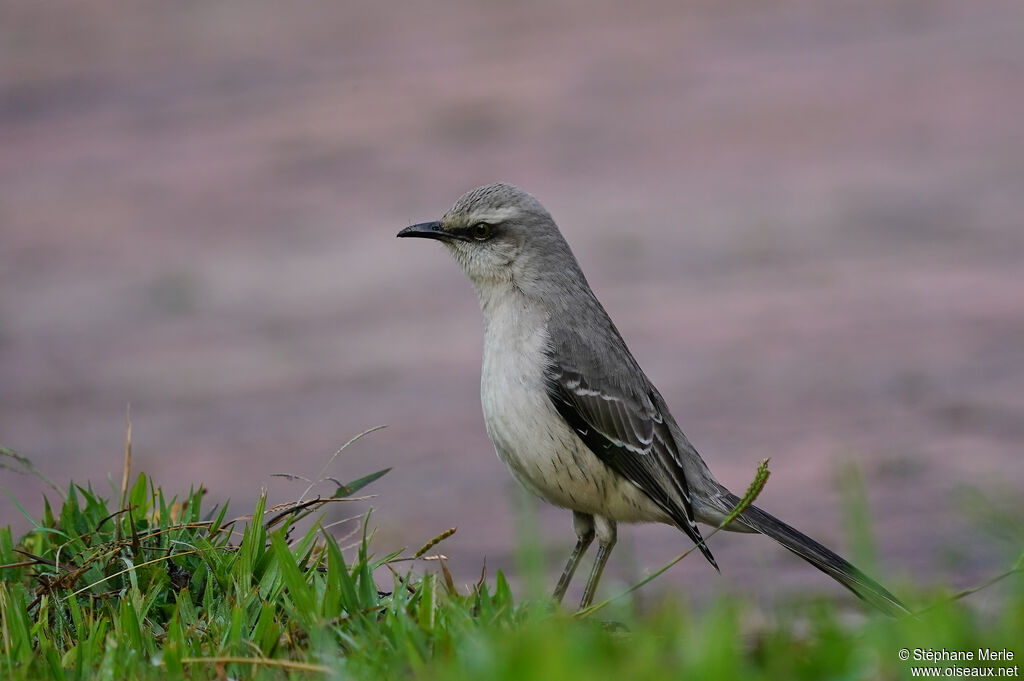 Tropical Mockingbirdadult