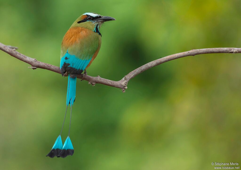 Motmot à sourcils bleus