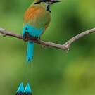 Motmot à sourcils bleus