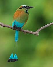 Motmot à sourcils bleus