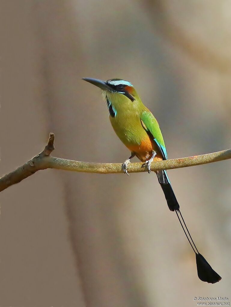 Motmot à sourcils bleusadulte