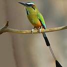 Motmot à sourcils bleus
