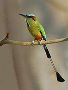 Turquoise-browed Motmot