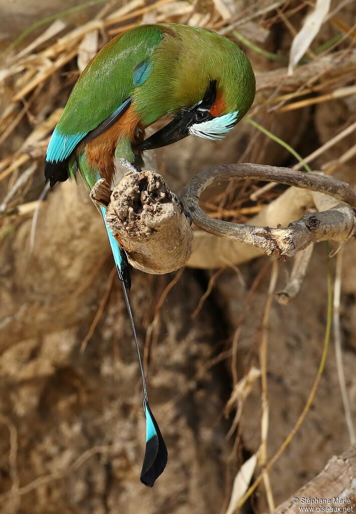 Motmot à sourcils bleus