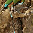 Motmot à sourcils bleus
