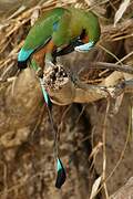 Turquoise-browed Motmot