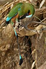 Motmot à sourcils bleus