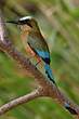 Motmot à sourcils bleus