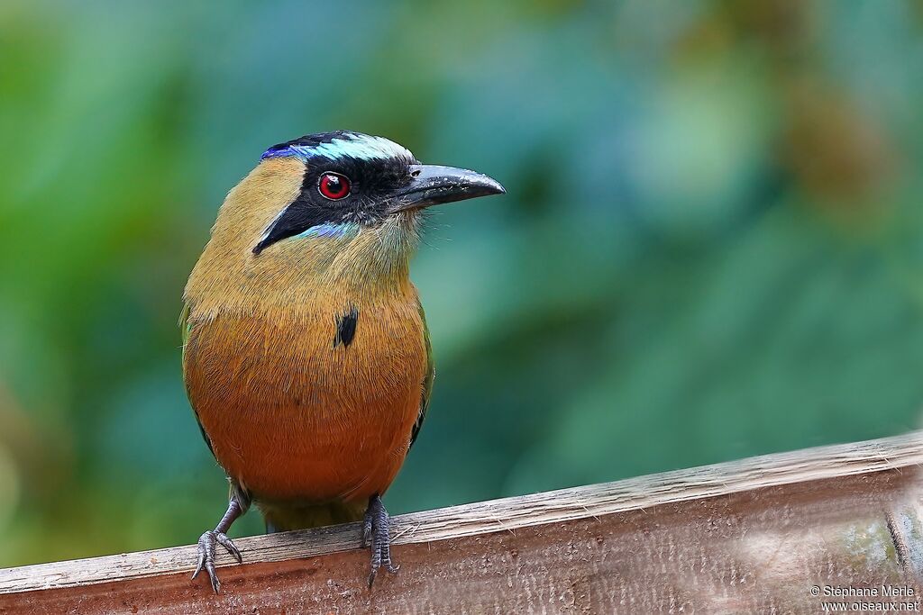 Motmot caraïbeadulte