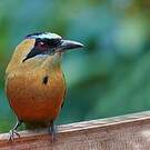 Motmot caraïbe
