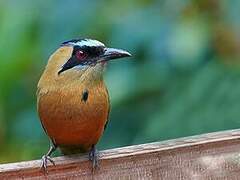 Whooping Motmot