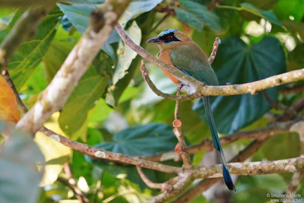 Motmot caraïbeadulte