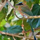 Motmot caraïbe