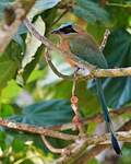 Motmot caraïbe