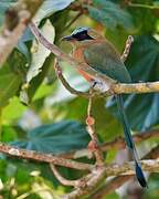 Whooping Motmot