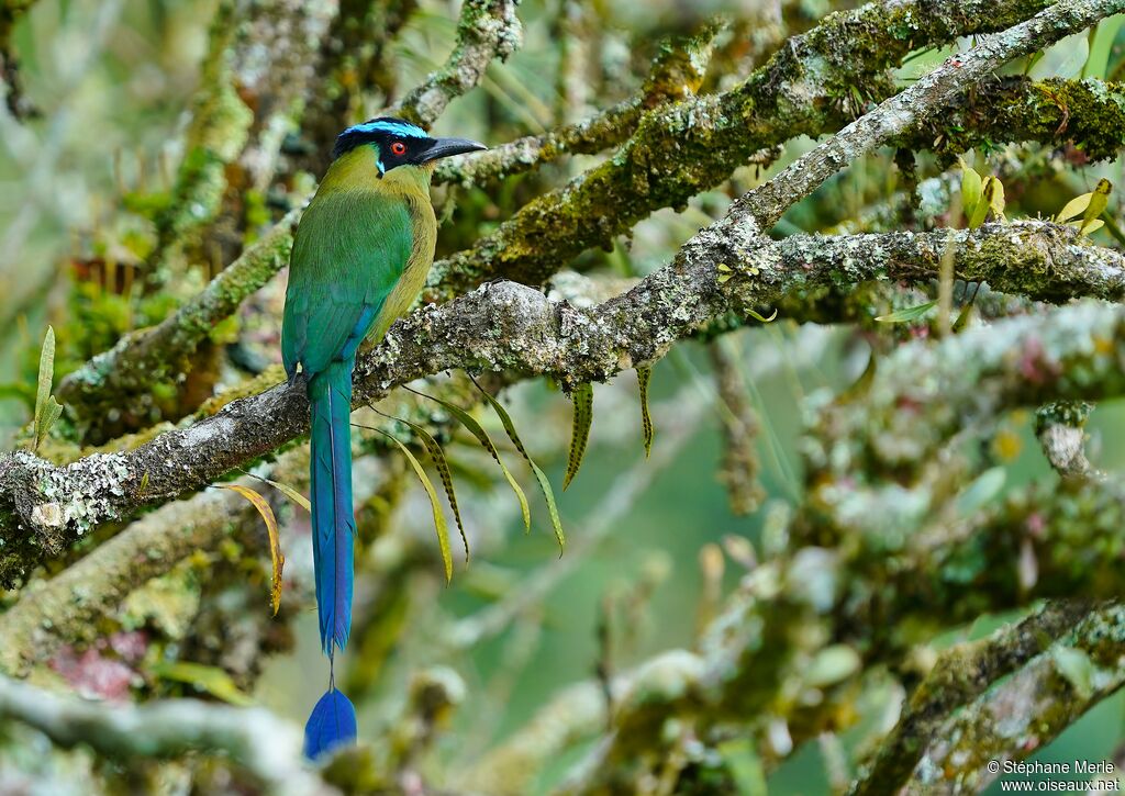 Motmot d'Équateuradulte