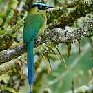Motmot d'Équateur