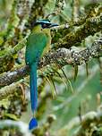 Motmot d'Équateur