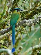 Andean Motmot