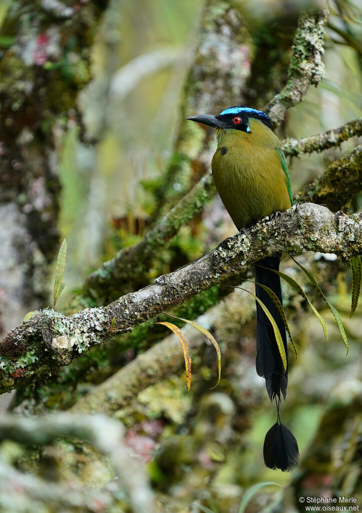 Motmot d'Équateuradulte