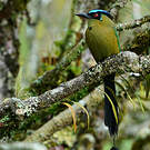 Motmot d'Équateur