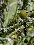 Motmot d'Équateur