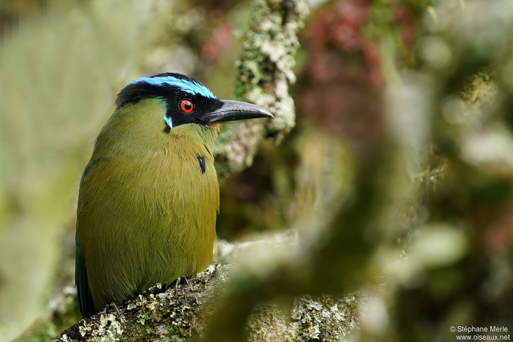 Motmot d'Équateuradulte