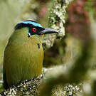 Motmot d'Équateur