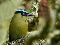 Motmot d'Équateur