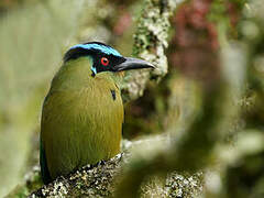 Andean Motmot