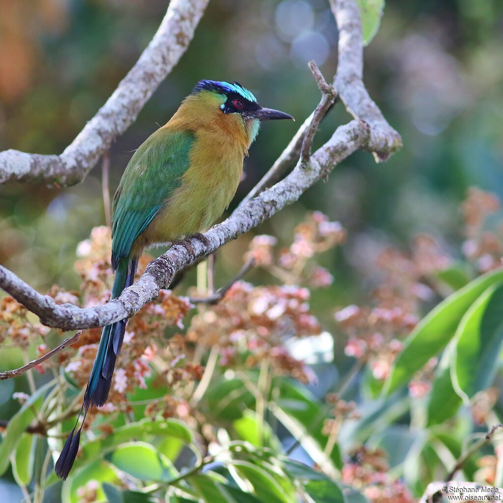 Motmot de Lessonadulte