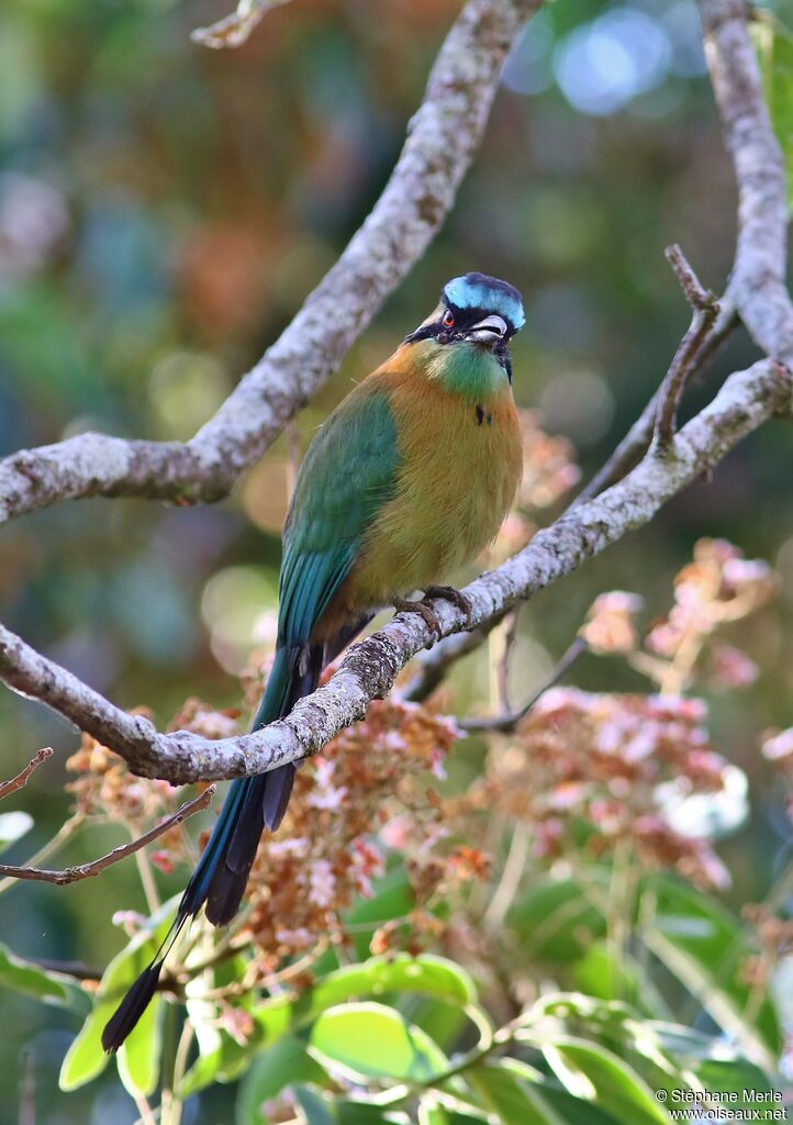 Motmot de Lessonadulte