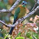 Motmot de Lesson