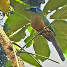 Motmot houtouc