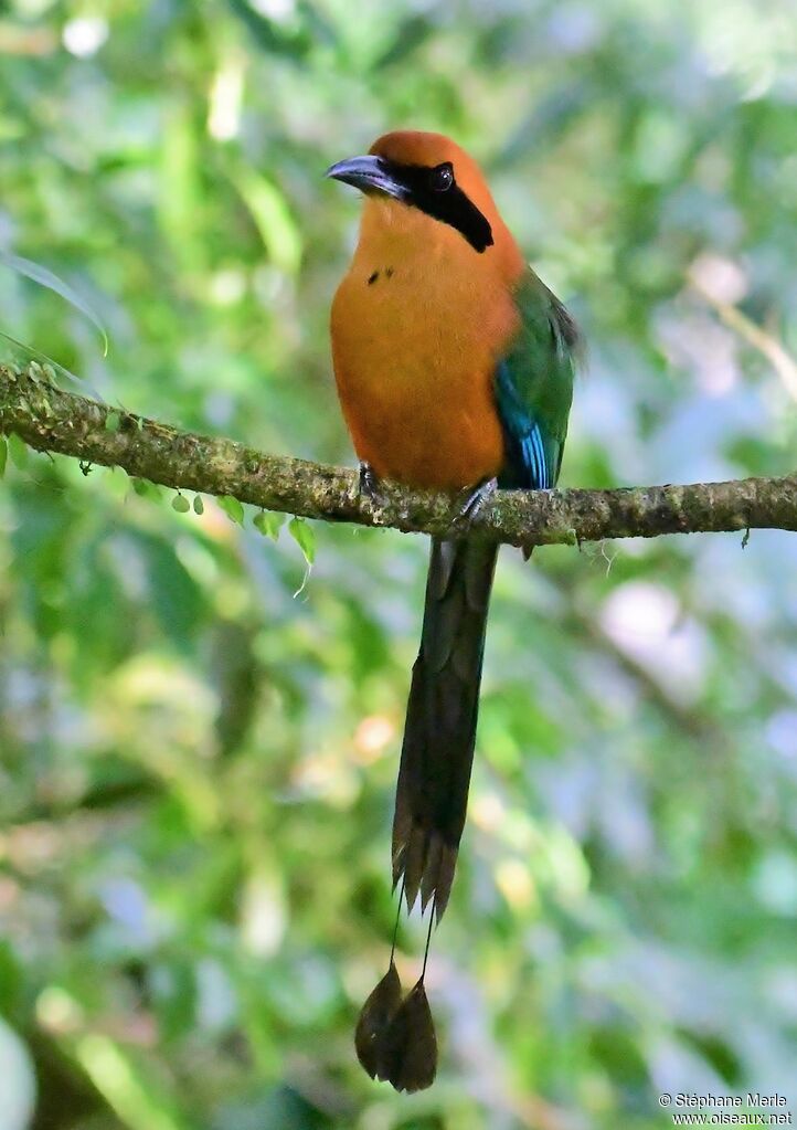 Rufous Motmot