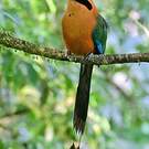 Motmot roux