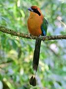 Rufous Motmot