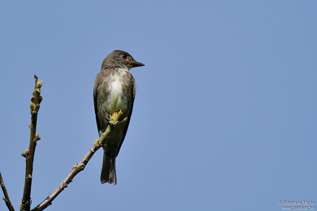 Olive-sided Flycatcher