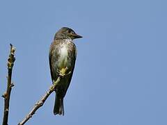 Olive-sided Flycatcher