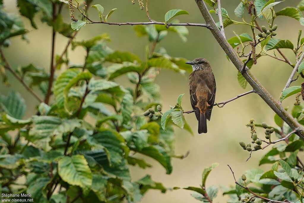 Streak-throated Bush Tyrant, habitat, pigmentation